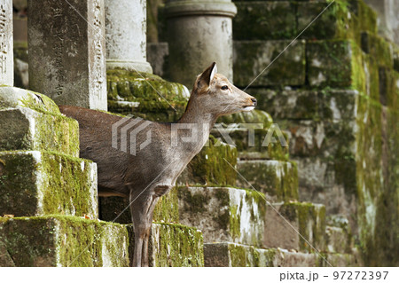 奈良公園シカ 97272397