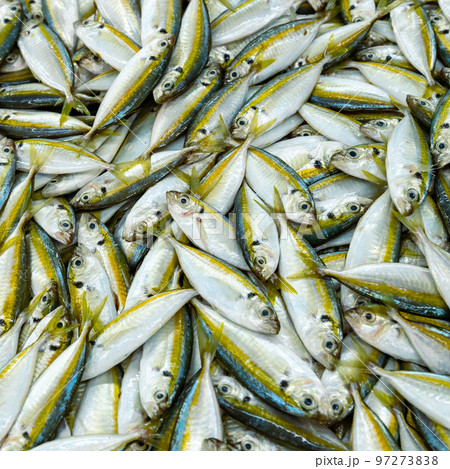 Traditional fish market in Mutrah, Oman. Several types of fish for sale, tuna and other fish. Traditional fish market in Mutrah, Oman. Several types of fish for sale, tuna and other fish. 97273838