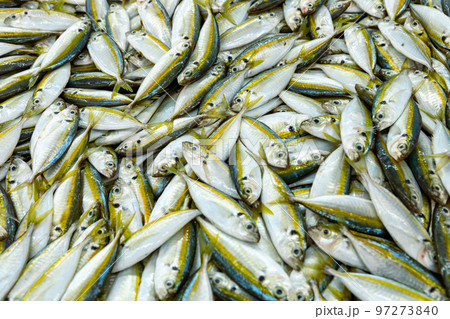 Traditional fish market in Mutrah, Oman. Several types of fish for sale, tuna and other fish. Traditional fish market in Mutrah, Oman. Several types of fish for sale, tuna and other fish. 97273840