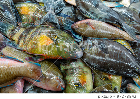 Traditional fish market in Mutrah, Oman. Several types of fish for sale, tuna and other fish. 97273842
