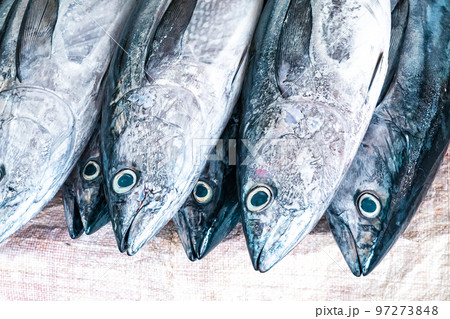Traditional fish market in Mutrah, Oman. Several types of fish for sale, tuna and other fish. Traditional fish market in Mutrah, Oman. Several types of fish for sale, tuna and other fish. 97273848