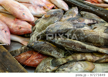 Traditional fish market in Mutrah, Oman. Several types of fish for sale, tuna and other fish. Traditional fish market in Mutrah, Oman. Several types of fish for sale, tuna and other fish. 97273849