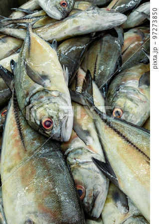 Traditional fish market in Mutrah, Oman. Several types of fish for sale, tuna and other fish. Traditional fish market in Mutrah, Oman. Several types of fish for sale, tuna and other fish. 97273850