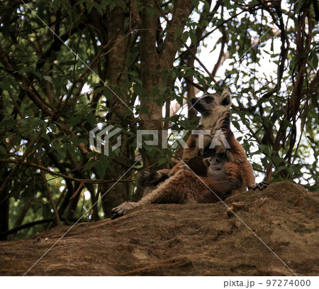 Portrait of the eating ring-tailed lemur Lemur catta aka King Julien in Isalo national park , Madagascar 97274000