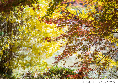 秋の頃の紅葉が美し菊池神社の風景 97275955