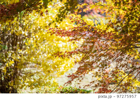 秋の頃の紅葉が美し菊池神社の風景 97275957