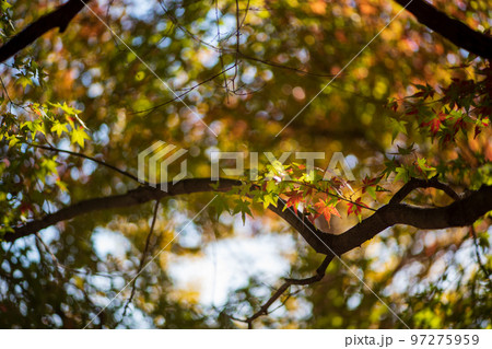 秋の頃の紅葉が美し菊池神社の風景 秋の頃の紅葉が美し菊池神社の風景 97275959