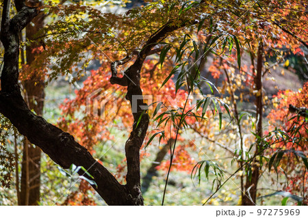 秋の頃の紅葉が美し菊池神社の風景 97275969
