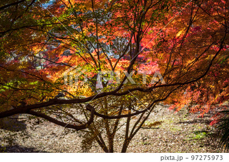 秋の頃の紅葉が美し菊池神社の風景 97275973