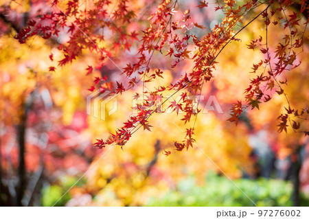 秋の頃の紅葉が美し菊池神社の風景 秋の頃の紅葉が美し菊池神社の風景 97276002