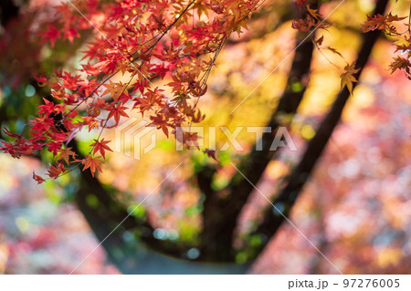 秋の頃の紅葉が美し菊池神社の風景 97276005