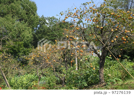 柿と寺のまち柿生 97276139