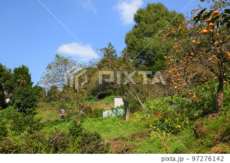 柿と寺のまち柿生 97276142