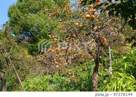 柿と寺のまち柿生 97276144