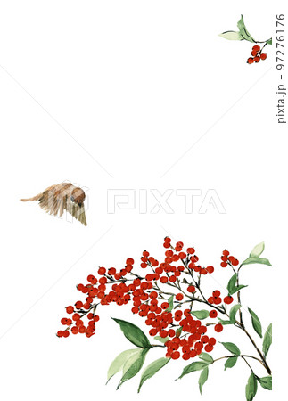 水彩で描いた寒中お見舞いテンプレート 文字なし 白バック透過背景 97276176