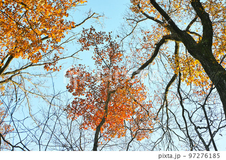 冬 イメージ　雑木林　公園　散歩道 97276185