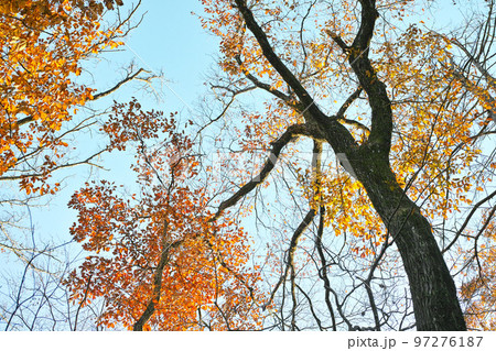 冬 イメージ 雑木林 公園 散歩道 冬 イメージ 雑木林 公園 散歩道 97276187