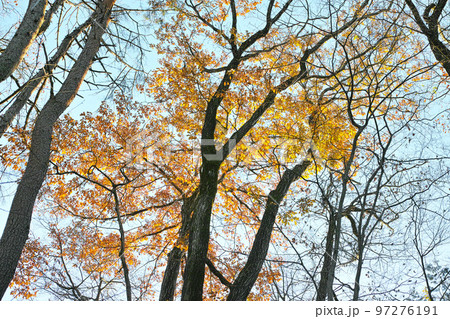 冬 イメージ 雑木林 公園 散歩道 冬 イメージ 雑木林 公園 散歩道 97276191