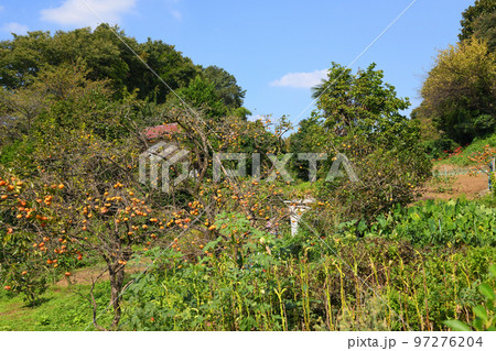 柿と寺のまち柿生 97276204