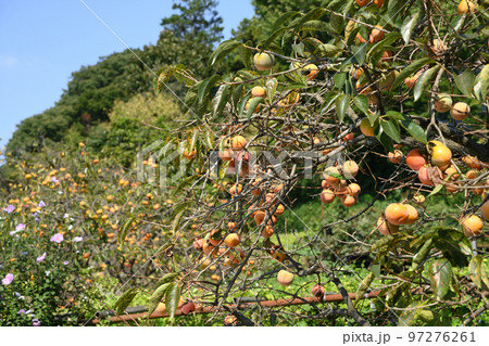 柿と寺のまち柿生 97276261
