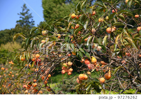 柿と寺のまち柿生 97276262