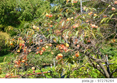 柿と寺のまち柿生 柿と寺のまち柿生 97276264