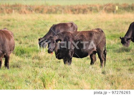 和牛 和牛 97276265