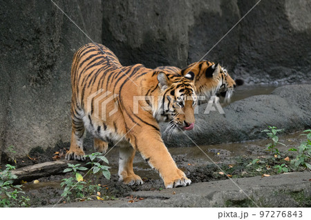 アムールトラの兄弟1歳 97276843