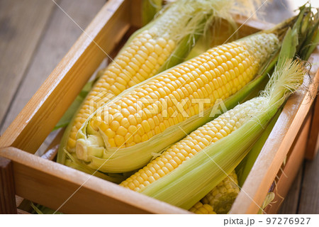 Corn on the cob, sweet corn for cooking food, fresh corn on wooden box, harvest ripe corn organic 97276927