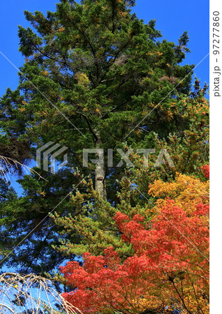 角館　武家屋敷通りの紅葉とモミの木 97277860