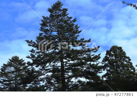 角館　武家屋敷通りの紅葉とモミの木 97277861