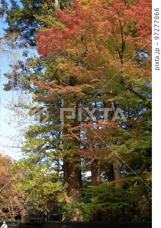 角館　武家屋敷通りの紅葉とモミの木 97277866