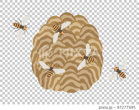 スズメバチと蜂の巣のイラスト 97277895