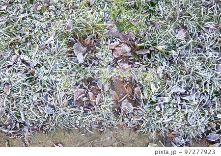 Frost on old fallen leafs Frost on old fallen leafs 97277923