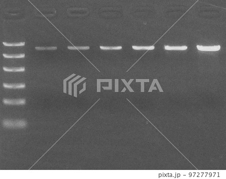 DNAをアガロースゲルで定量する 97277971