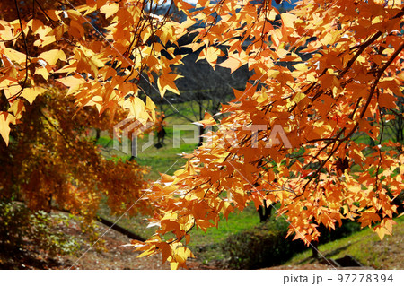 秋深まる紅葉 97278394