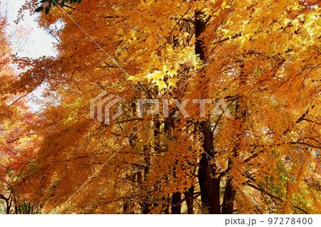 秋深まる紅葉 97278400