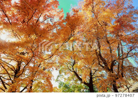 秋深まる紅葉 97278407
