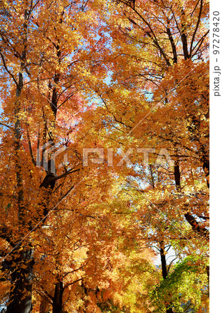 秋深まる紅葉 97278420