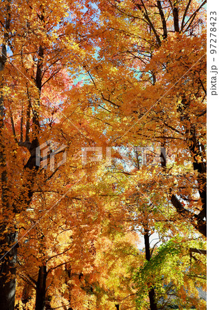 秋深まる紅葉 97278423