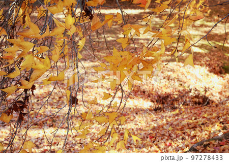 秋深まる紅葉 97278433