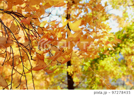 秋深まる紅葉 97278435