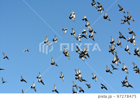 恩田川の上空で見たハトの群れ 97278475
