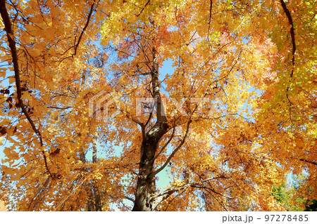 秋深まる紅葉 97278485