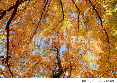 秋深まる紅葉 97278489
