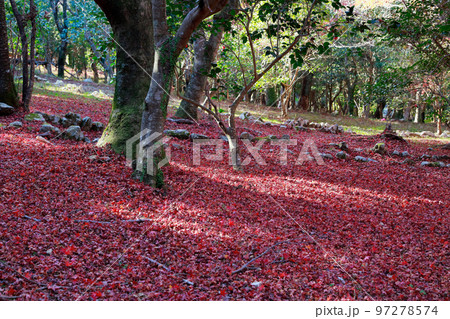 五台山の落葉 97278574