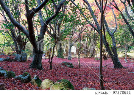 遍路道の落葉　紅葉 97278631