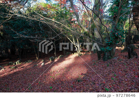 遍路道の落葉　紅葉 97278646