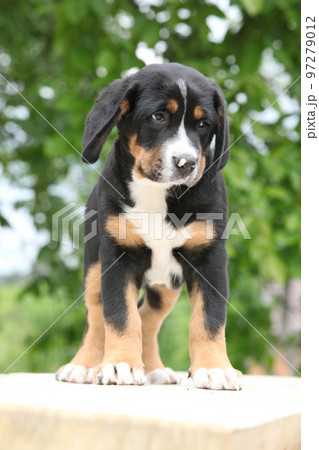 Amazing puppy standing on the table Amazing puppy standing on the table 97279012