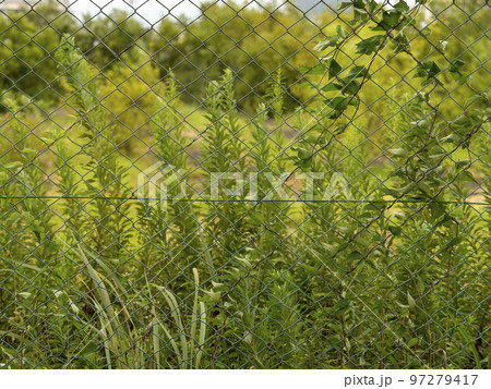 フェンスに囲まれた空地 フェンスに囲まれた空地 97279417